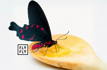 Как кормить и ухаживать за бабочками