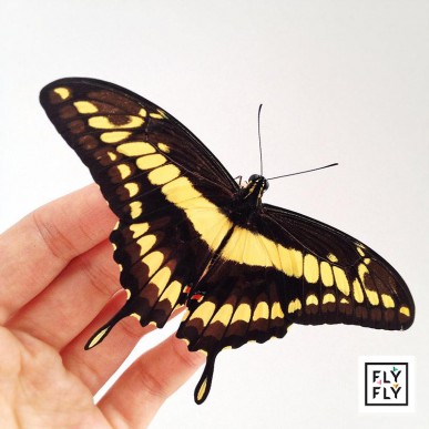 Живая бабочка Парусник Тоас (Papilio Thoas) из фермы бабочек Бабочкарий